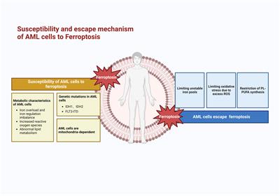 Susceptibility of acute myeloid leukemia cells to ferroptosis and evasion strategies